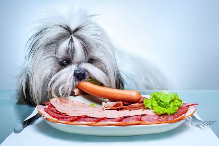 2023 Best Dog Food For Shih Tzu Dogs