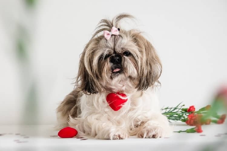 Choosing the Right Food for Your Shih Tzu