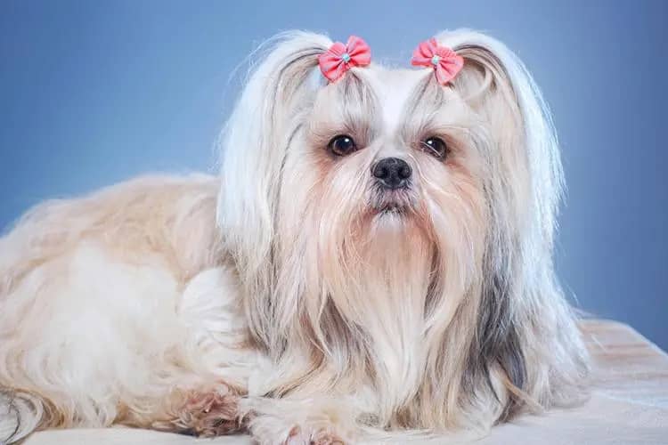 Coping with Allergies If You Own a Shih Tzu