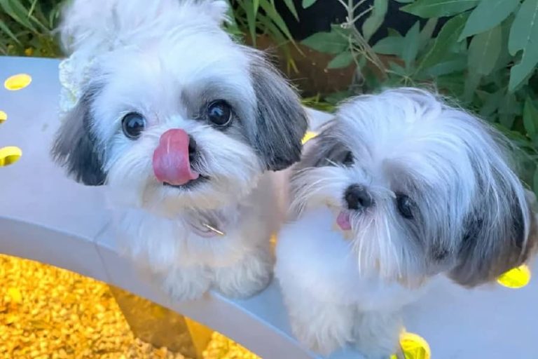 How to Deal with a Picky Shih Tzu Eater