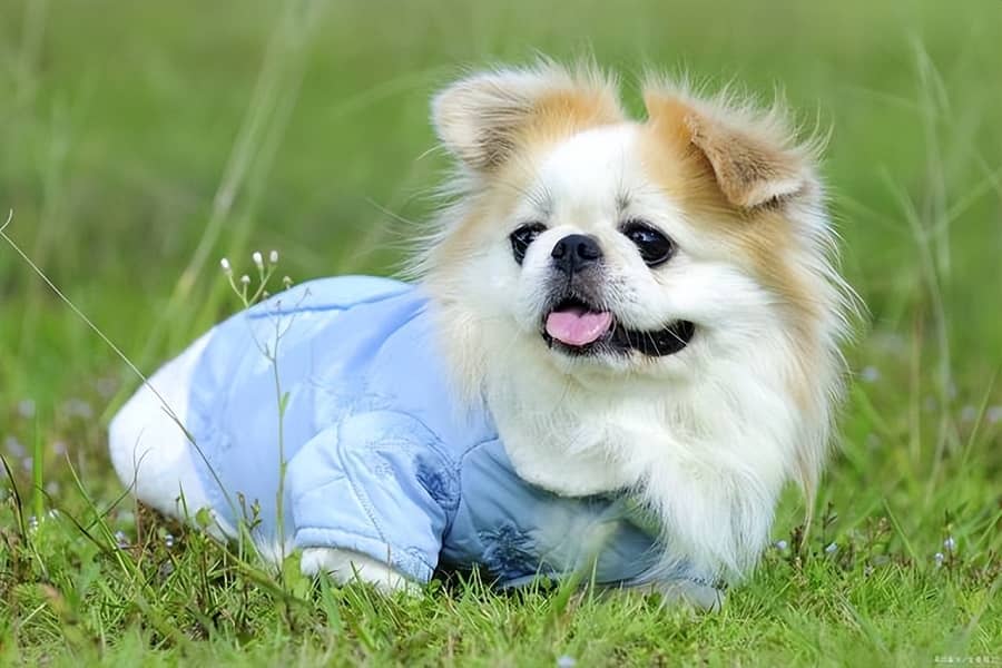 Is Shih Tzu dogs easy to take care of
