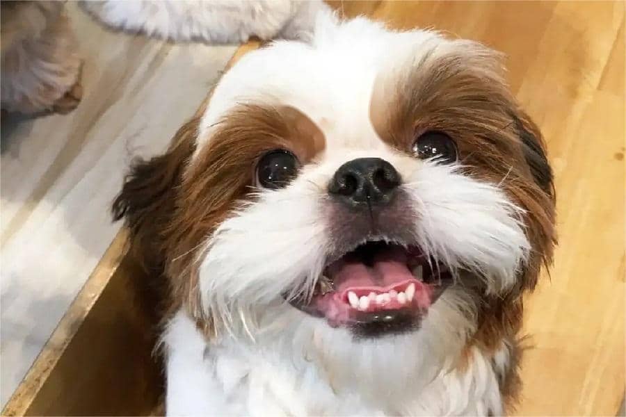 Shih Tzu dogs Dental Issues and What should we do