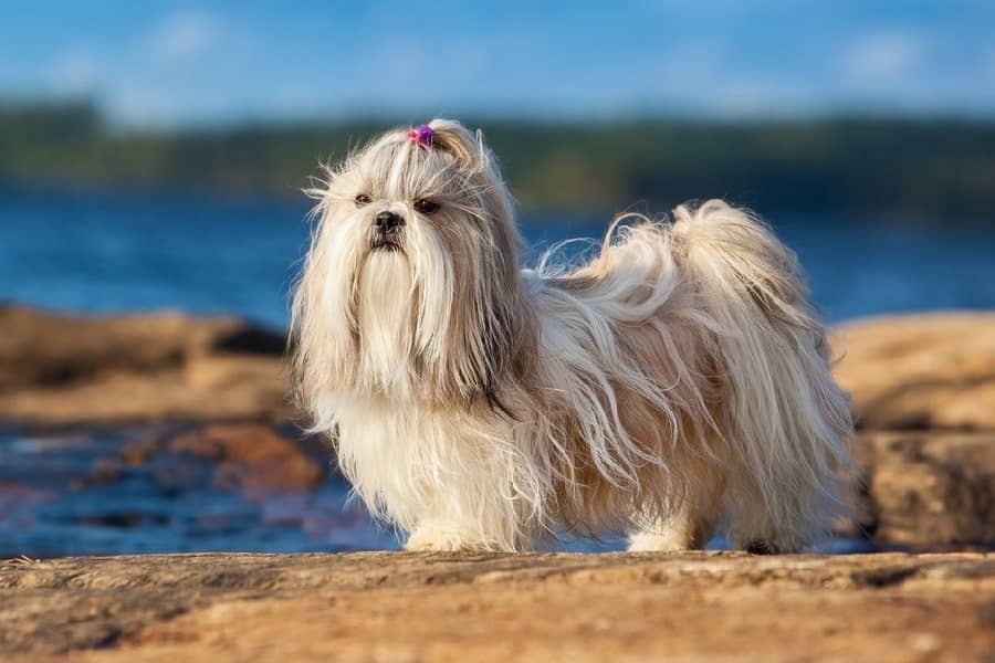 Shih Tzu dogs Respiratory issues and What should we do