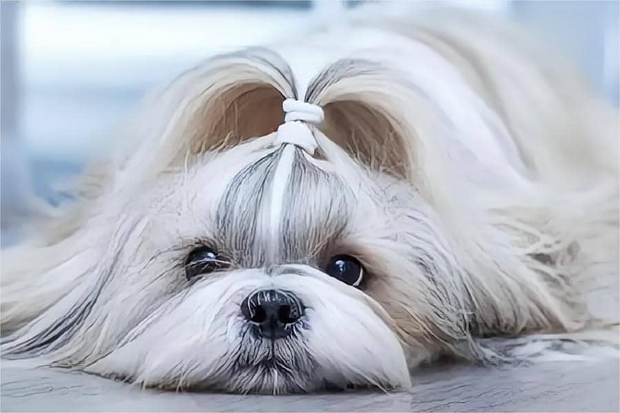 Shih Tzu dogs Skin problems and What should we do