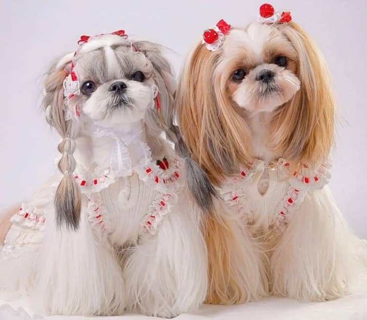 Shih Tzu dogs are hypoallergenic and what allergy sufferers need to know before adopting one.