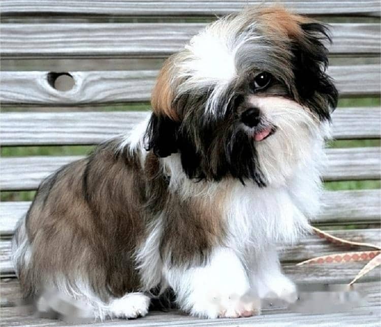 Understanding the Causes and Prevention of Shedding in Shih Tzus
