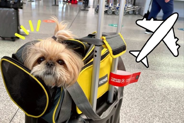 Are Shih Tzus Allowed on Airplanes: A Guide for Traveling with Your Furry Friend