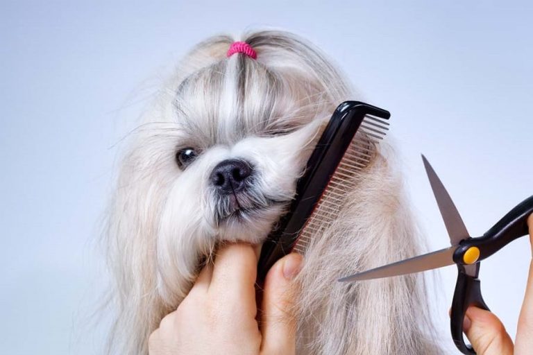 How to Cut Shihtzu Hair: A Step-by-Step Guide to Grooming